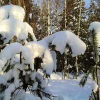 битый небитого везет :: Владимир 