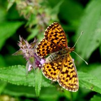 опять про бабочек...178 :: Александр Прокудин