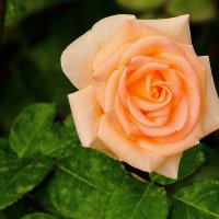 Летняя красота :: Светлана 