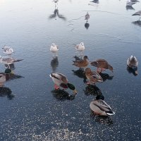 Утки :: Сапсан 