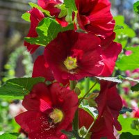 *** :: Виктор Иванович Чернюк *** :: Виктор Иванович Чернюк