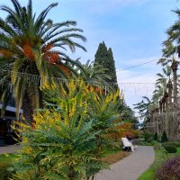 Сочи. Навагинская :: Tata Wolf