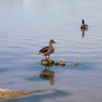 На свидании :: Светлана Тихонина На свидании :: Светлана Тихонина