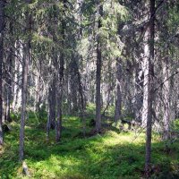 Северный лес. :: ВикТор Быстров Северный лес. :: ВикТор Быстров