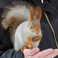 Доверие :: Галина Нестратова