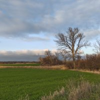 Тополь :: Валерий Ткаченко Тополь :: Валерий Ткаченко