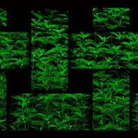 ЗЕЛЁНЫЕ МЫСЛИ :: Юрий Вовк ЗЕЛЁНЫЕ МЫСЛИ :: Юрий Вовк