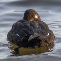 турпан. :: юрий макаров турпан. :: юрий макаров