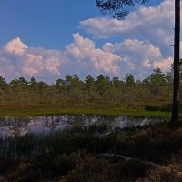 Лесные фотозарисовки .. :: Татьян@ Ивановна