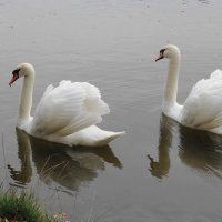 Лебеди в городском парке :: Рита Симонова