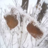 Зимние мотивы :: Елена Семигина