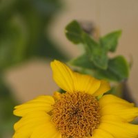 гелиопсис подсолнечниковидный :: Игорь Сикорский гелиопсис подсолнечниковидный :: Игорь Сикорский