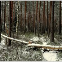 *** :: Aleksandr Gal *** :: Aleksandr Gal