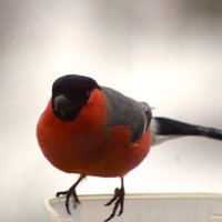 "Кормилец, не жадничай - насыпь вволю !" :: Юрий Куликов "Кормилец, не жадничай - насыпь вволю !" :: Юрий Куликов