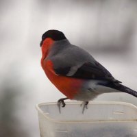 ... :: Юрий Куликов