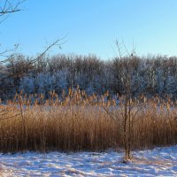 Зима. :: Александр. AVG100 ---