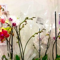 Фотография :: Денис Безногов