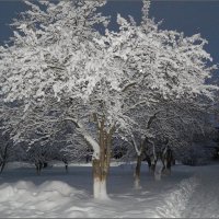 Снежный иней ... :: Валентина Надсон