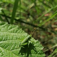 *** :: Зоя Мишина *** :: Зоя Мишина