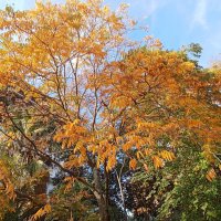 Осень в парке Ривьера :: Виктор 