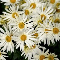 Из Никитского сада :: Татьяна Тюменка