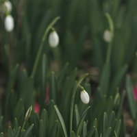 Не смогла пройти мимо! Природа решила все 12 месяцев пригласить в декабрь. 15.12.2025 г. :: Светлана Тихонина Не смогла пройти мимо! Природа решила все 12 месяцев пригласить в декабрь. 15.12.2025 г. :: Светлана Тихонина