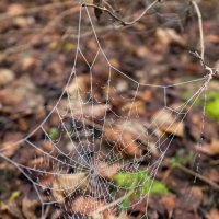 в лесу :: Виталий Емельянов