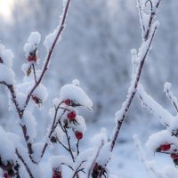 Шиповник в сахаре :: Сергей Ц Шиповник в сахаре :: Сергей Ц