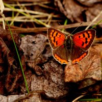 опять про бабочек...183 :: Александр Прокудин опять про бабочек...183 :: Александр Прокудин