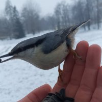 Поползень :: Сапсан 