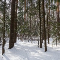 Зимний лес :: Владимир Лазарев Зимний лес :: Владимир Лазарев