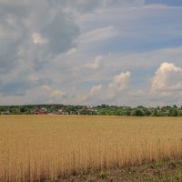 Родные поля. :: Николай 