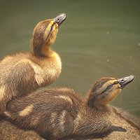 Пушистики :: Svetlana Galvez Пушистики :: Svetlana Galvez