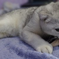 Поймал удачу за хвост). :: Марина Леонидовна