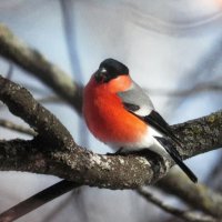Вот и снегирь прилетел :: Людмила Смородинская Вот и снегирь прилетел :: Людмила Смородинская