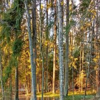 Декабрь :: Ольга Попова (popova/j2011)