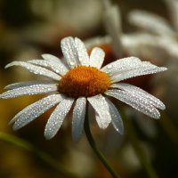 Цветы ушедшего лета :: Юрий. Шмаков Цветы ушедшего лета :: Юрий. Шмаков