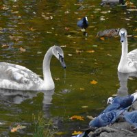 Лебеди в городском парке :: Рита Симонова Лебеди в городском парке :: Рита Симонова