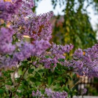 Ветка сирени :: Владимир Иванович