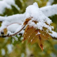 В снежной шапочке :: Галина Нестратова