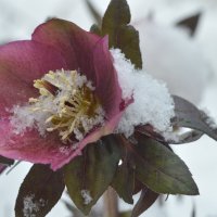 Цветёт морозник на морозе, и он подобен зимней розе... :: Надежда Куркина Цветёт морозник на морозе, и он подобен зимней розе... :: Надежда Куркина