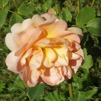 Роза :: Freddy 97 Роза :: Freddy 97