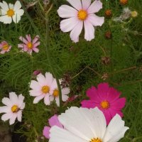 Космея :: Натали 