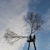 Казнь липы :: Елена Минина Казнь липы :: Елена Минина