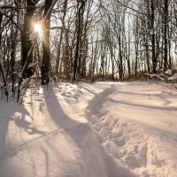 Про солнышко лесное... :: Андрей Заломленков
