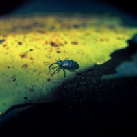 *** :: Leon Bergman *** :: Leon Bergman