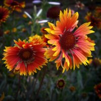 Цветы. :: Александр. AVG100 --- Цветы. :: Александр. AVG100 ---