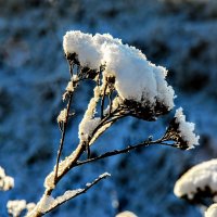 Декабрь. :: Владимир 