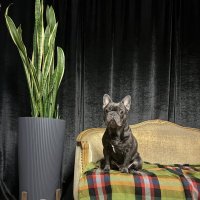 Статуэточка :: Анна Камс Статуэточка :: Анна Камс