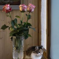 А где гости? :: Vlaimir А где гости? :: Vlaimir